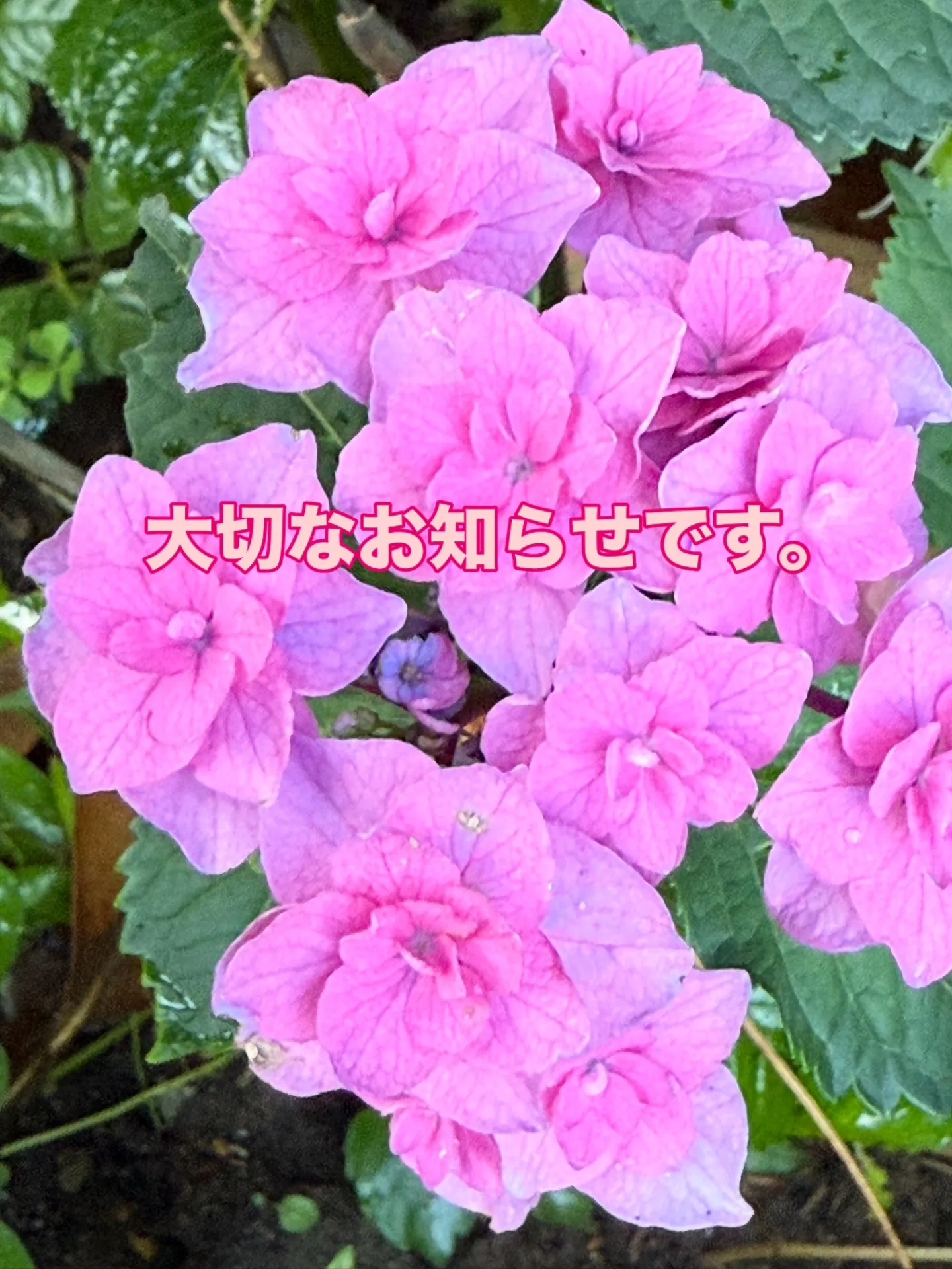 ランチ営業致します。